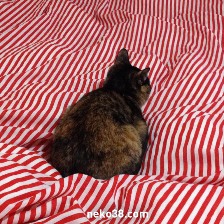 ベッドの上で丸まる猫