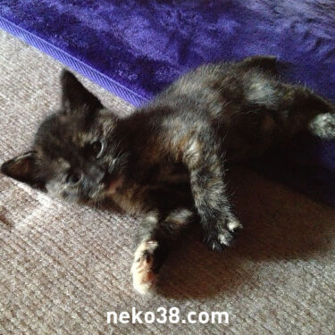 はじめてのねこさん