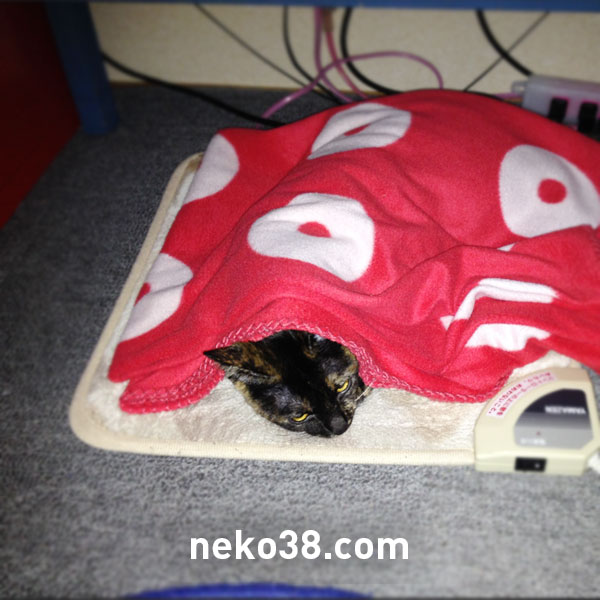 こたつに潜り込む子猫