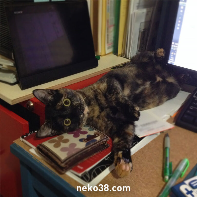 モニターの下から飛び出す猫