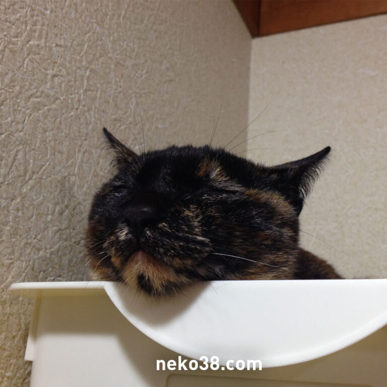 かごの中で顎を乗せて眠る猫