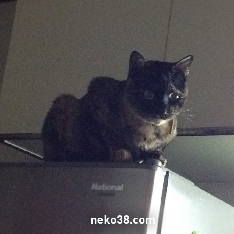 冷蔵庫の上に乗った猫