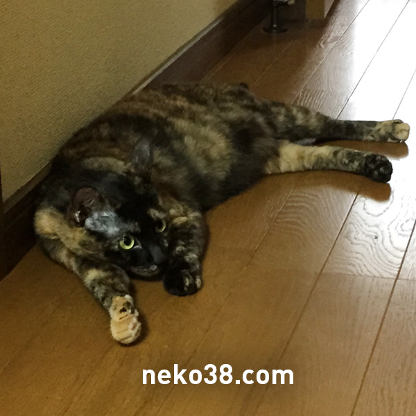 変なポーズの猫