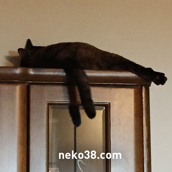 食器棚の上でだらける猫