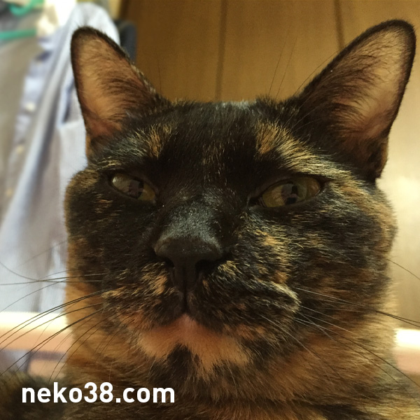 不機嫌な表情の猫