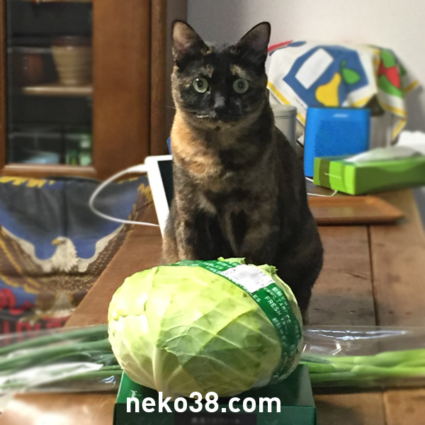 キャベツと猫