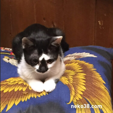 やばいやつ拾ってきた