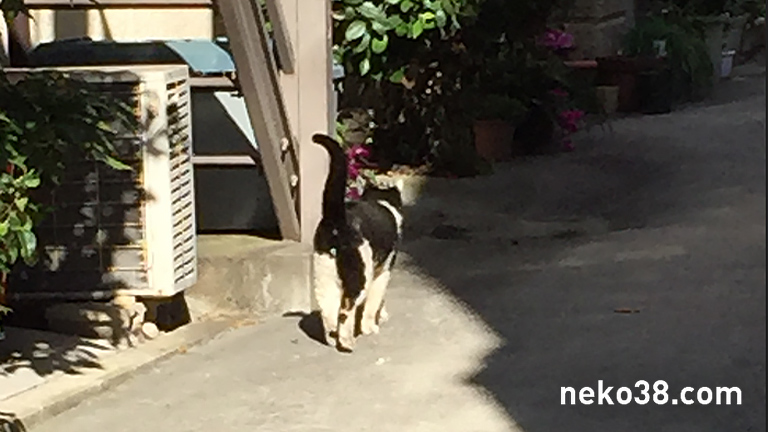 野良ハチワレの後ろ姿