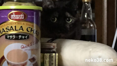 ねこさんの宣伝活動