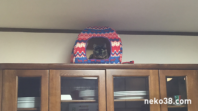 ドーム型ペットベッドに入ったサビ猫