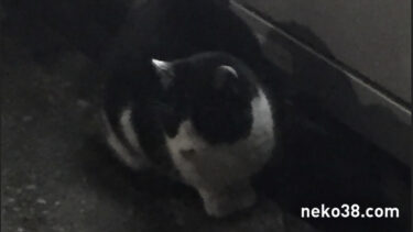 はちこちゃんの挑戦