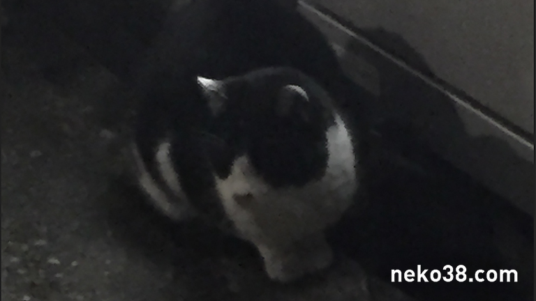 野良猫のハチワレ