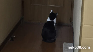 ドアの前で佇むハチワレ