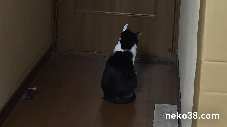 ドアの前で佇むハチワレ