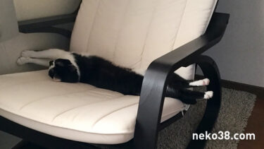 のびのびハチコとスネスネねこさん