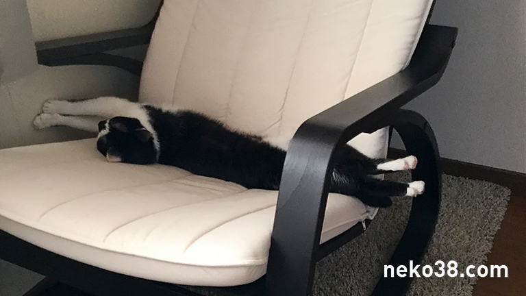 椅子の上でくつろぐハチワレ