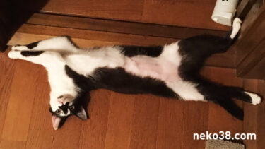 いろいろおかしいハチコさん