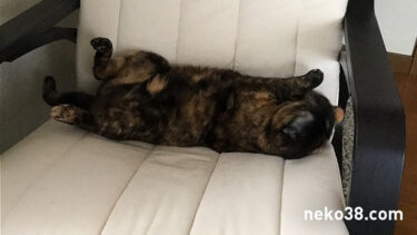 伸びないねこさん