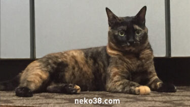 貫禄のどすこいねこさん