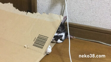 へわへわのはちこちゃん