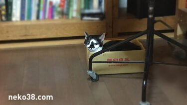 はちこちゃんの暴虐