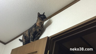 まだまだいける