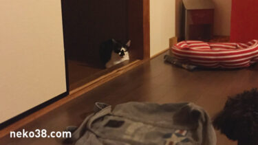 よその犬さんを預かった日