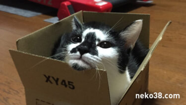 はちこちゃんがかっこいい件