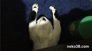 不可解なはちこちゃん