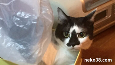 レジ袋✕箱の合せ技