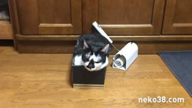 ちょっと大きめ