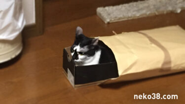 スピードスター