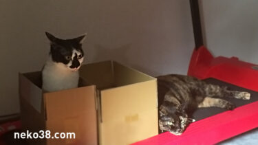 ねこさんとたまごテープ