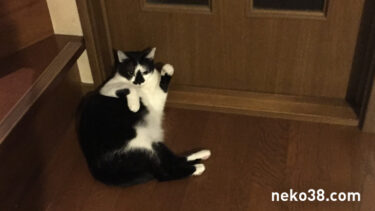 ぐにぐにのはちこちゃん