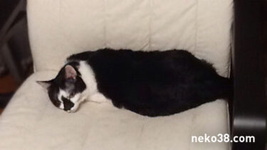 スピリチュアルはちこ