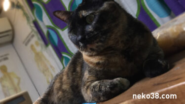 丸くないアンモニャイト