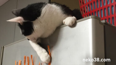 有閑はちこさん