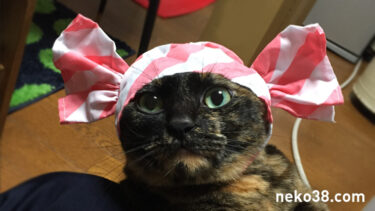 猫かぶりものガチャ