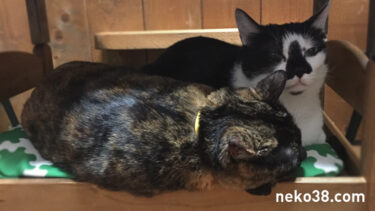 地上げ屋はちこ