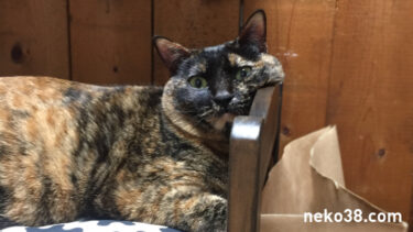 顔が重いねこさん