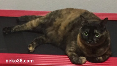 メタボねこさん