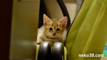 はちこちゃんの誰何