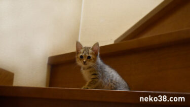 階段が降りられない