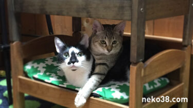 柄の悪いきじお