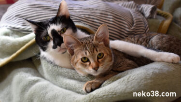 本当に仲が良いのか