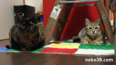 三白眼のきじお