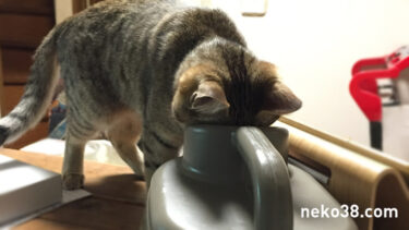 ねこさんvs.きじお