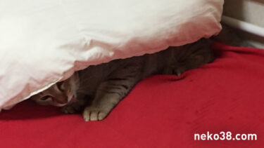 ゆるい小競り合い