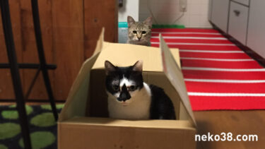 きじおとスポイト