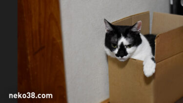 好きなサイズ感